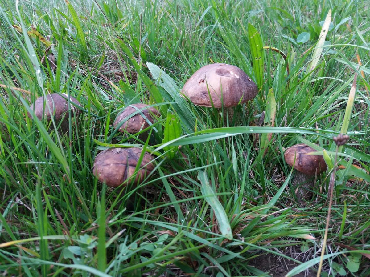 Horni Plana Vendégház Kültér fotó